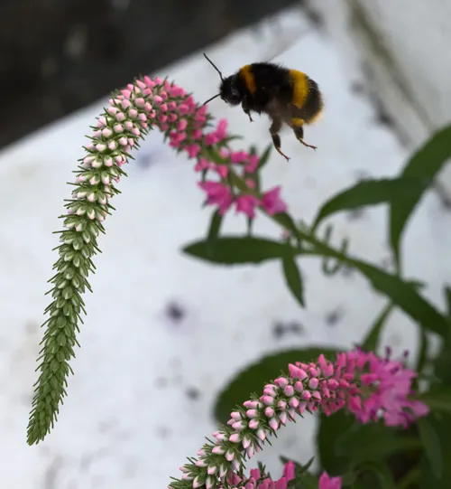 Bee approaching drooping Red Fox In this nature macro photograph, the main subject is a bee approaching the drooping spikes of Red Fox among a cluster of pink and white flowers. The image captures the delicate interaction between insects and plants, with the bee hovering close to the flower's tip, likely drawn by the nectar. Taken in the afternoon during the summer, the photograph highlights the vibrant colors and textures of the flowers and surrounding greenery. The presence of bees and other insects around the plants contributes to the lively summer atmosphere, while the close-up perspective emphasizes the intricate details of the flowers, making it clear that it is a macro shot focused on the beauty of flowers and bees in their natural environment.